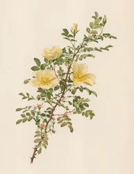 Englische Rose